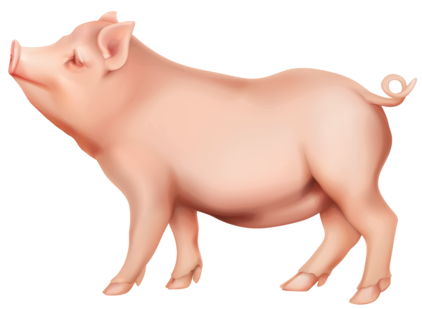 Pig PNG Image