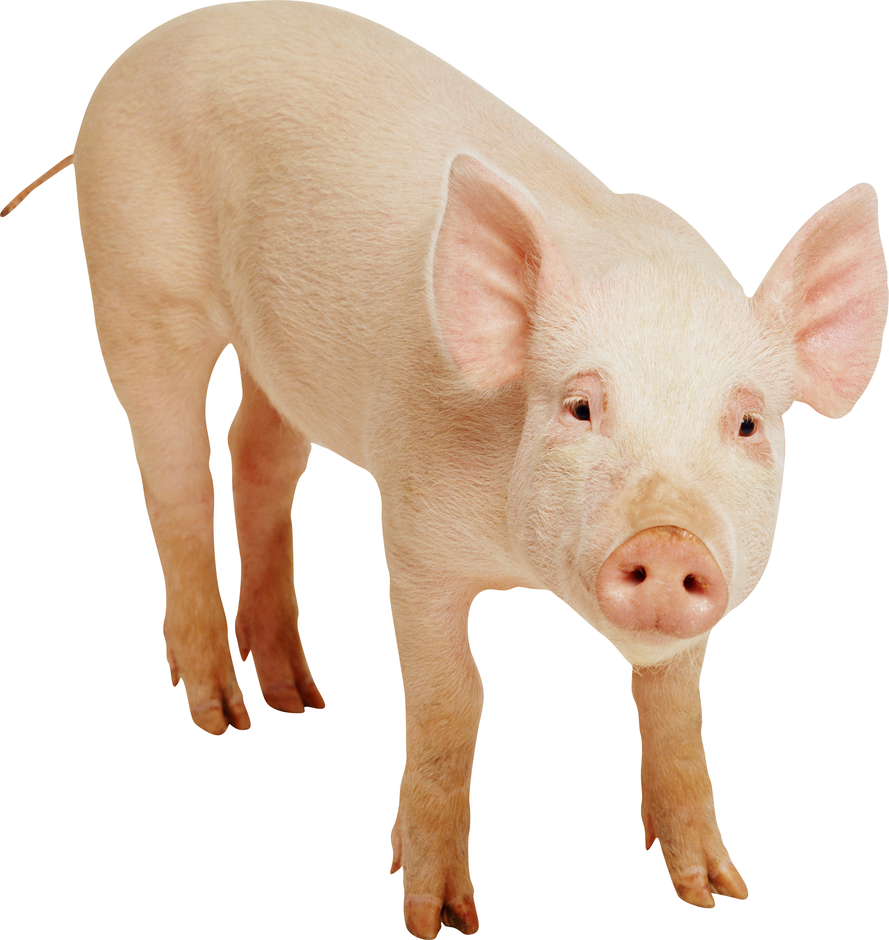 Pig Free Download Png PNG Image