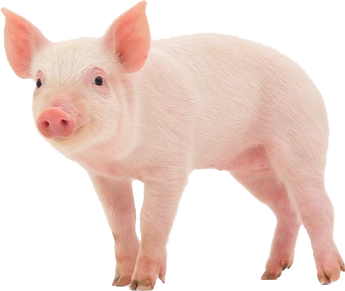 Pig Transparent PNG Image