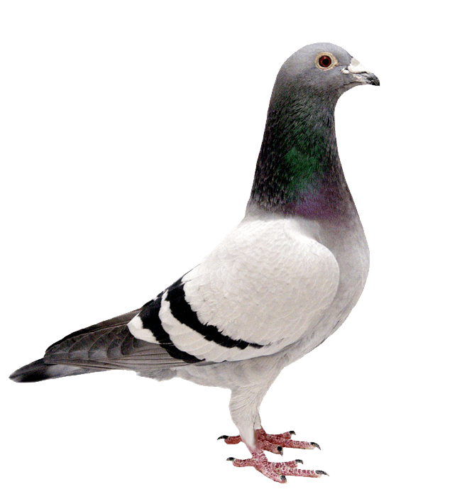 Columbidae Pigeon Domestic PNG Image High Quality PNG Image