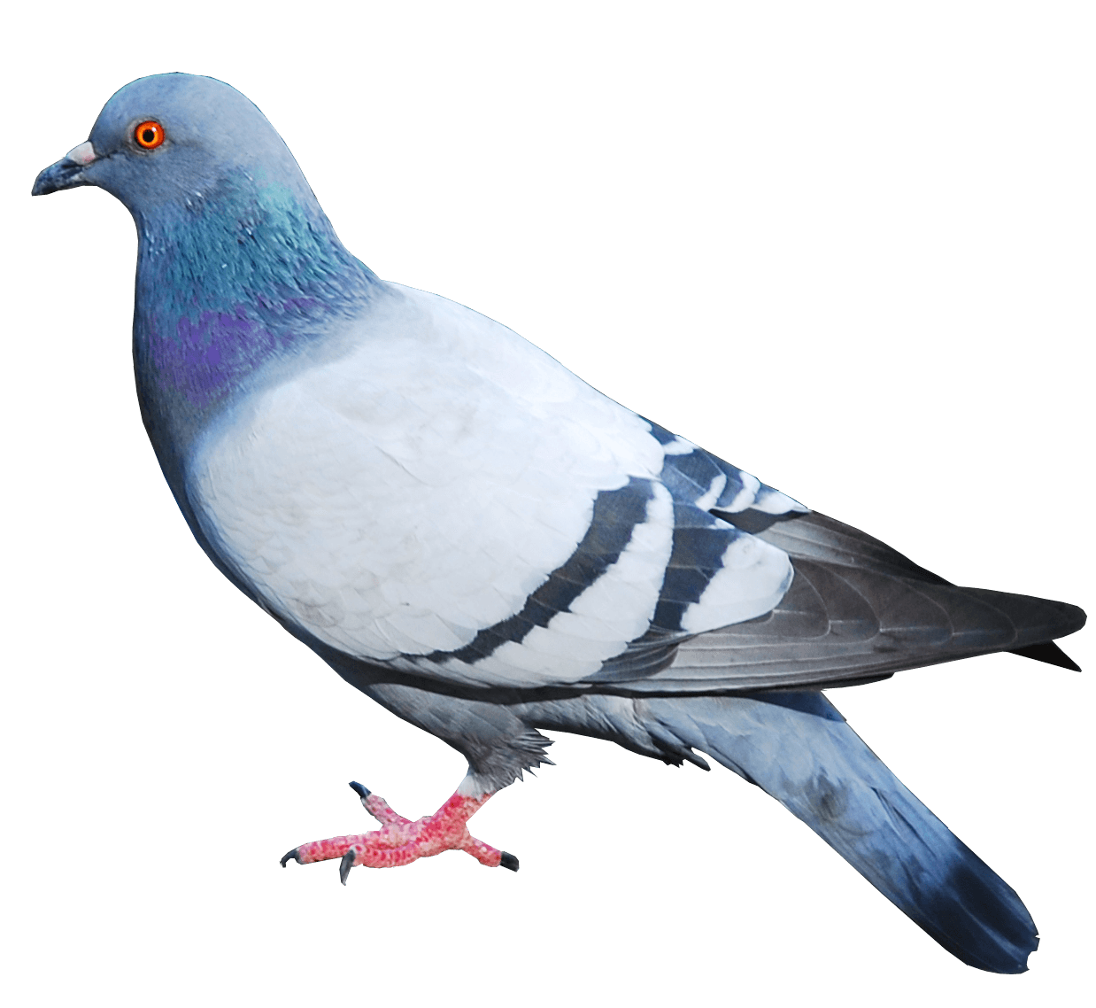 Columbidae Pigeon Domestic Download HQ PNG Image