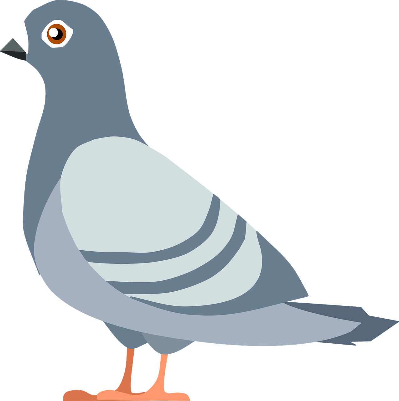 Columbidae Pigeon Domestic Free HD Image PNG Image
