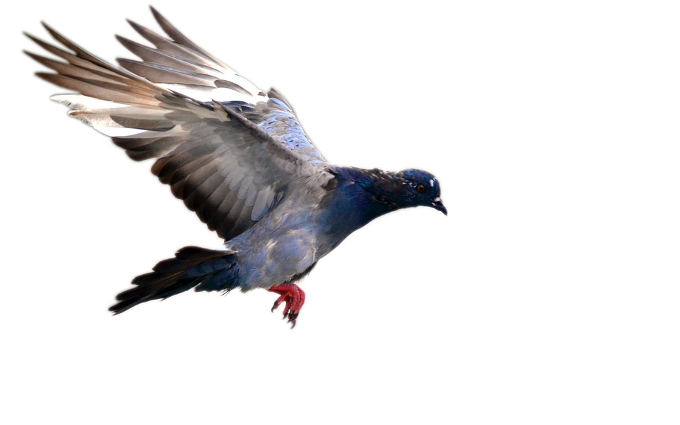 Columbidae Pigeon Domestic Download HD PNG Image