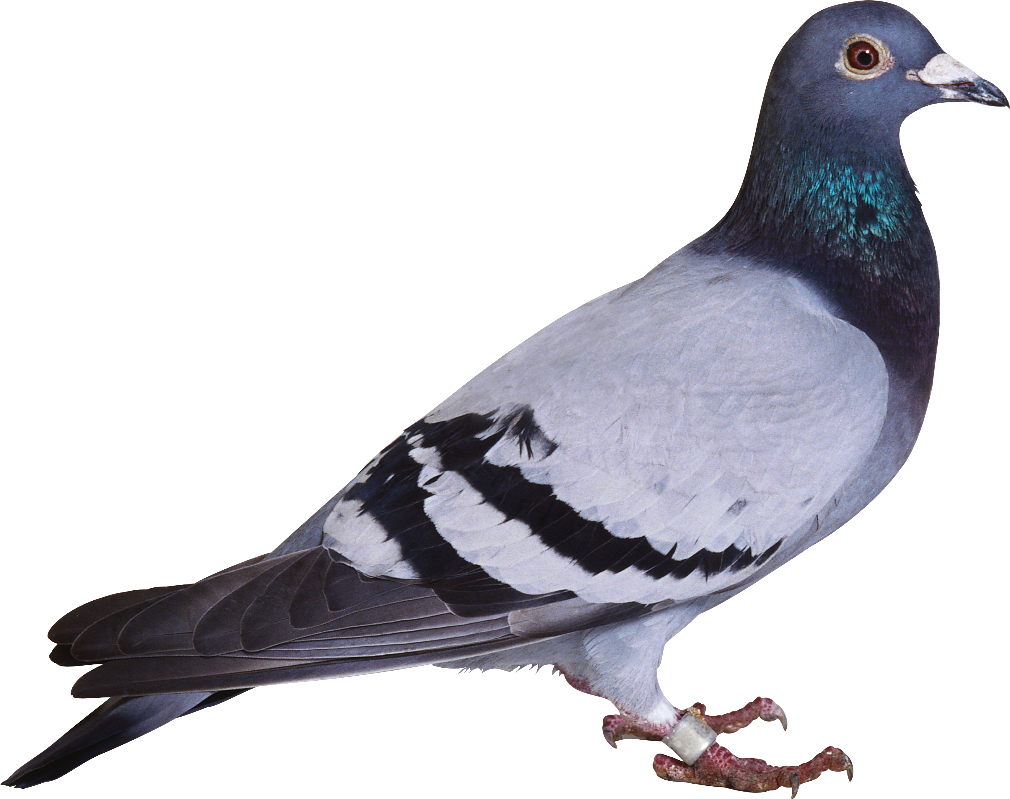 Pic Columbidae Pigeon Domestic Free Download Image PNG Image