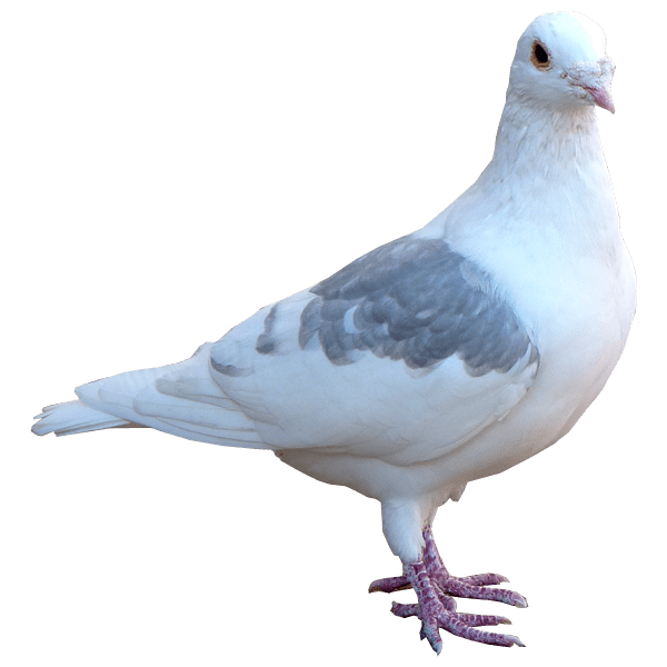 Columbidae White Pigeon Download HQ PNG Image