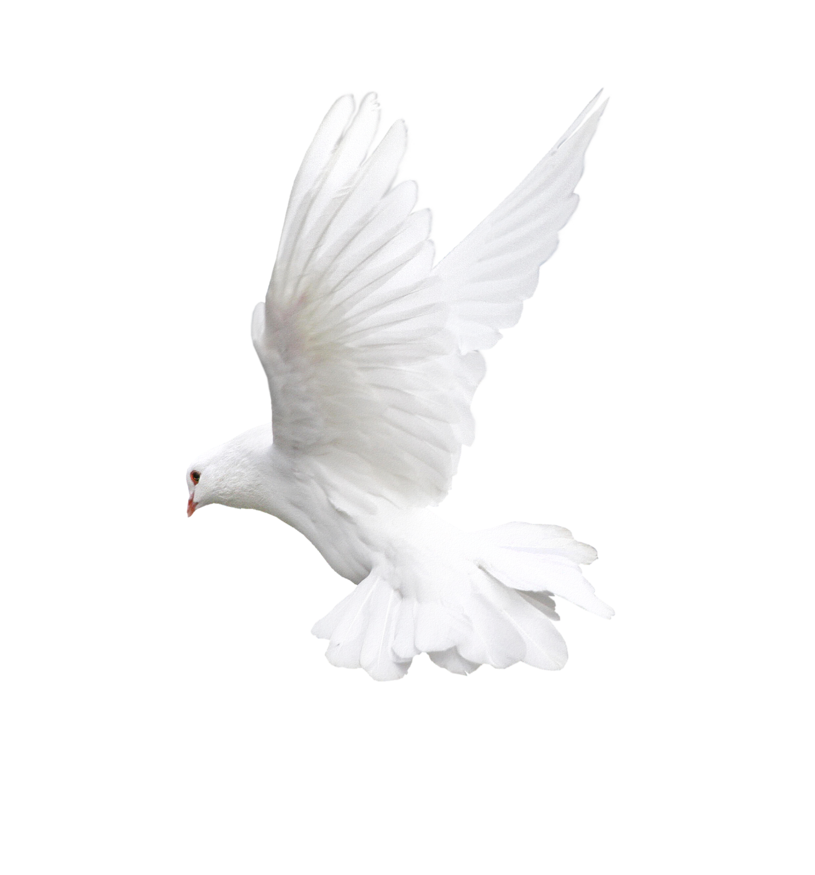 White Peace Pigeon Download Free Image PNG Image