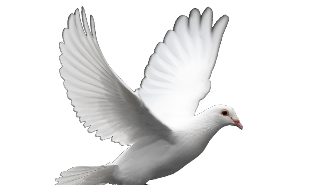 Dove White Pigeon HQ Image Free PNG Image