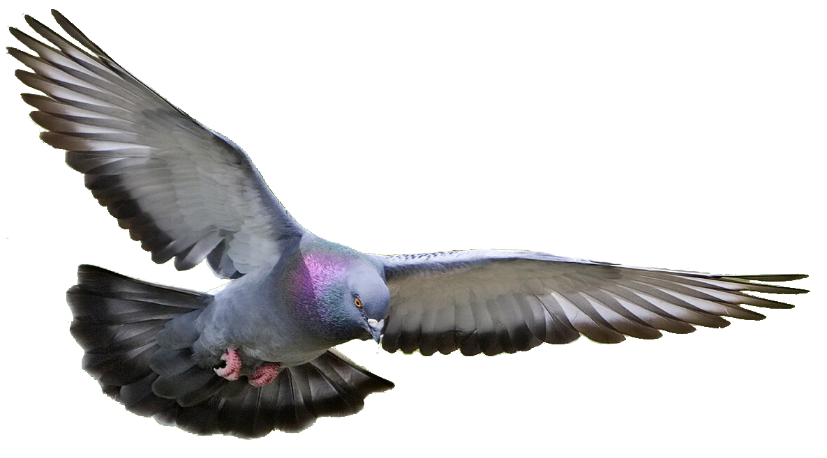 Pigeon Png Clipart PNG Image