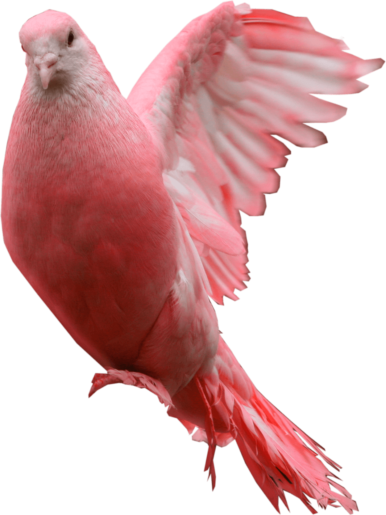 Pink Pigeon Png Image PNG Image