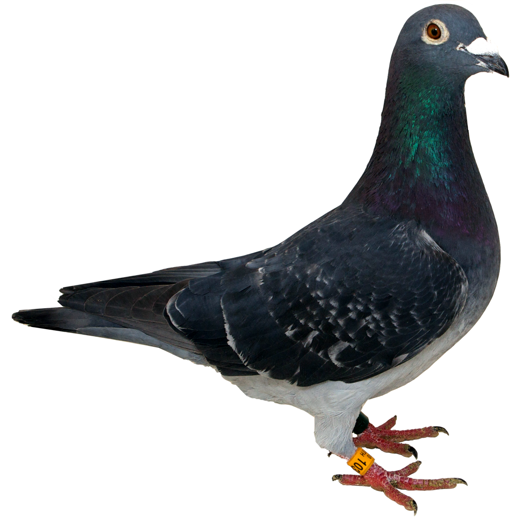 pigeon-download-free-newpak