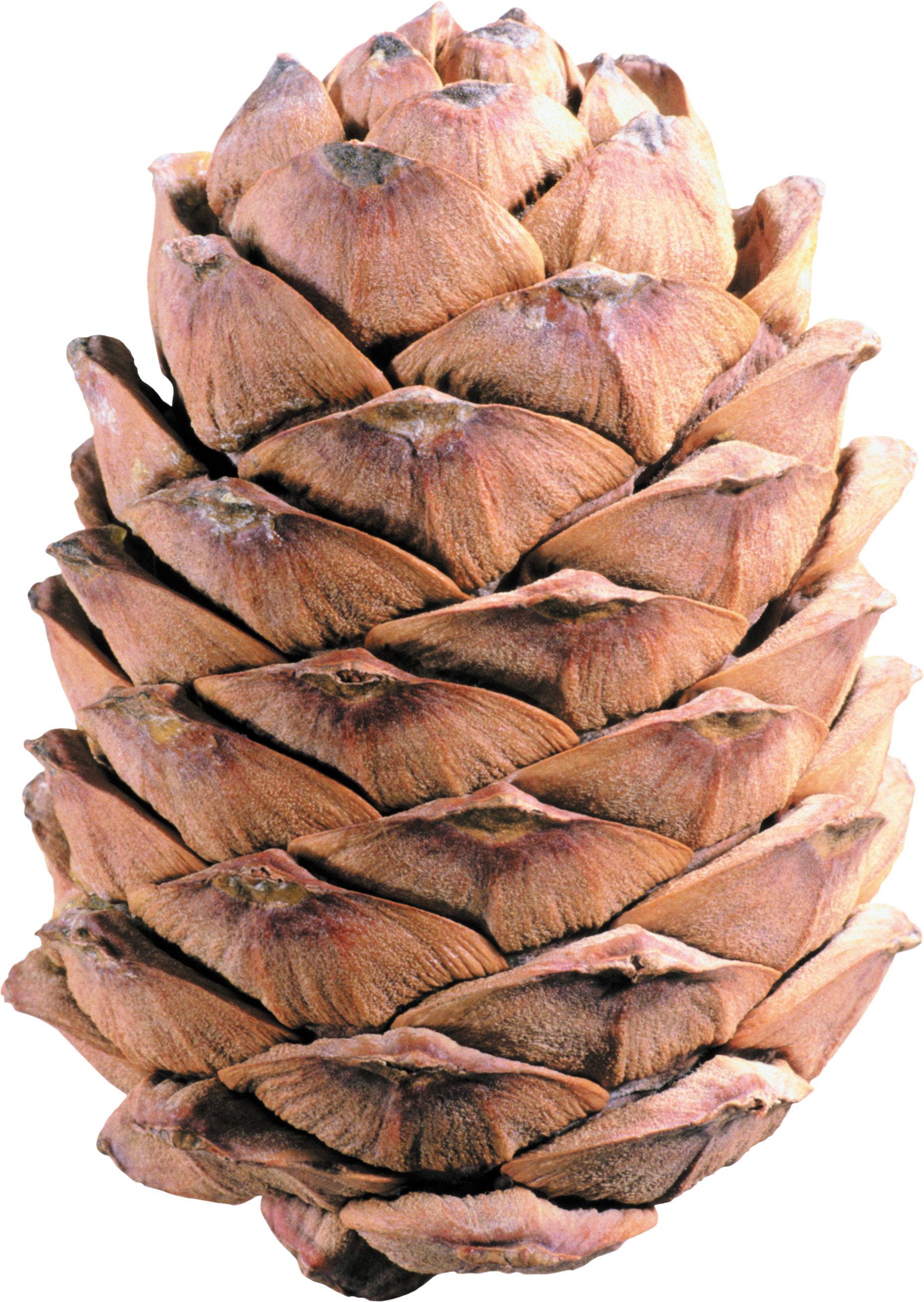 Pine cone PNG Image