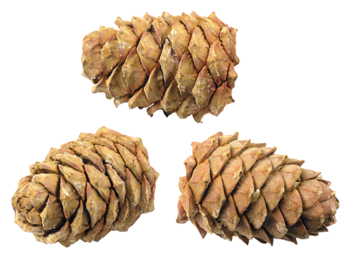 Pine cone PNG Image