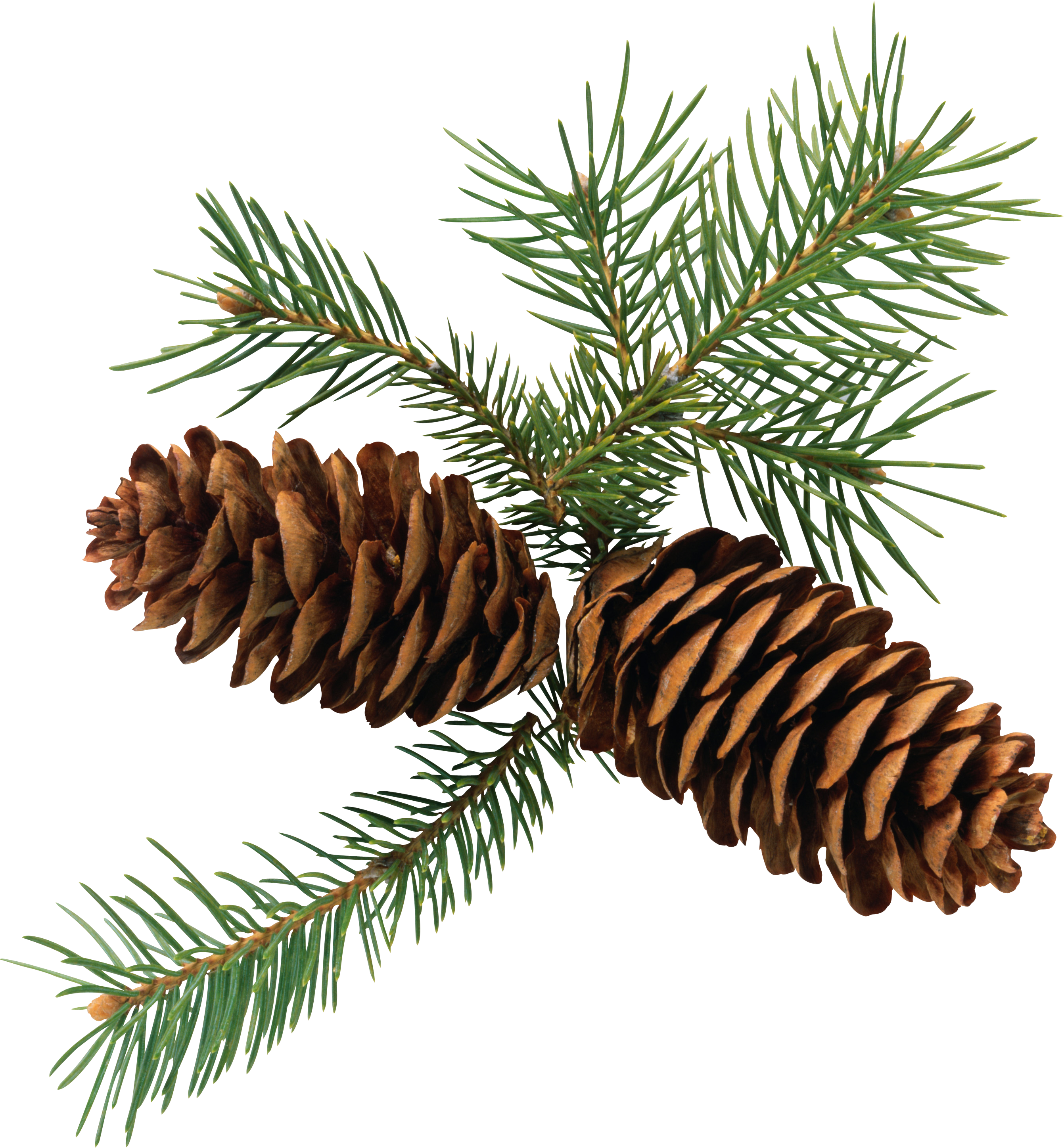 Pine cone PNG Image