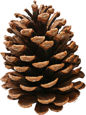 Pine cone PNG Image