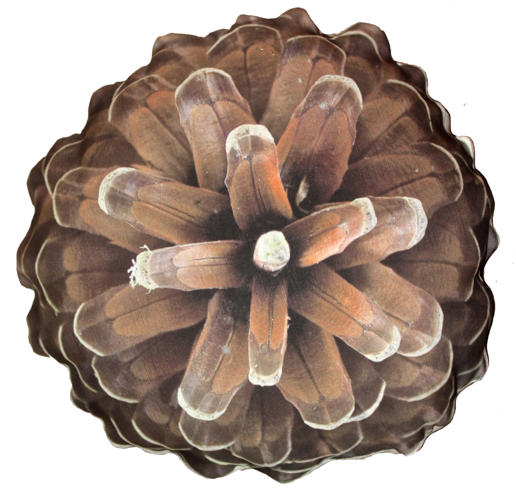 Pine cone PNG Image