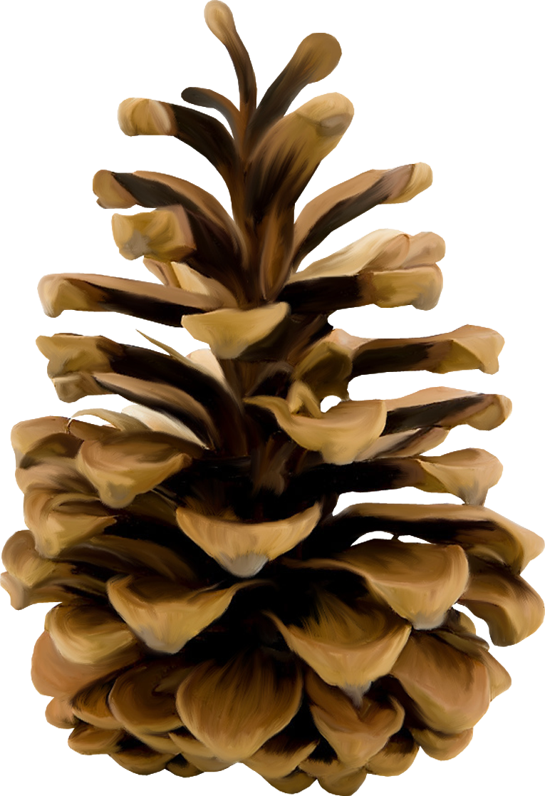 Pine cone PNG Image