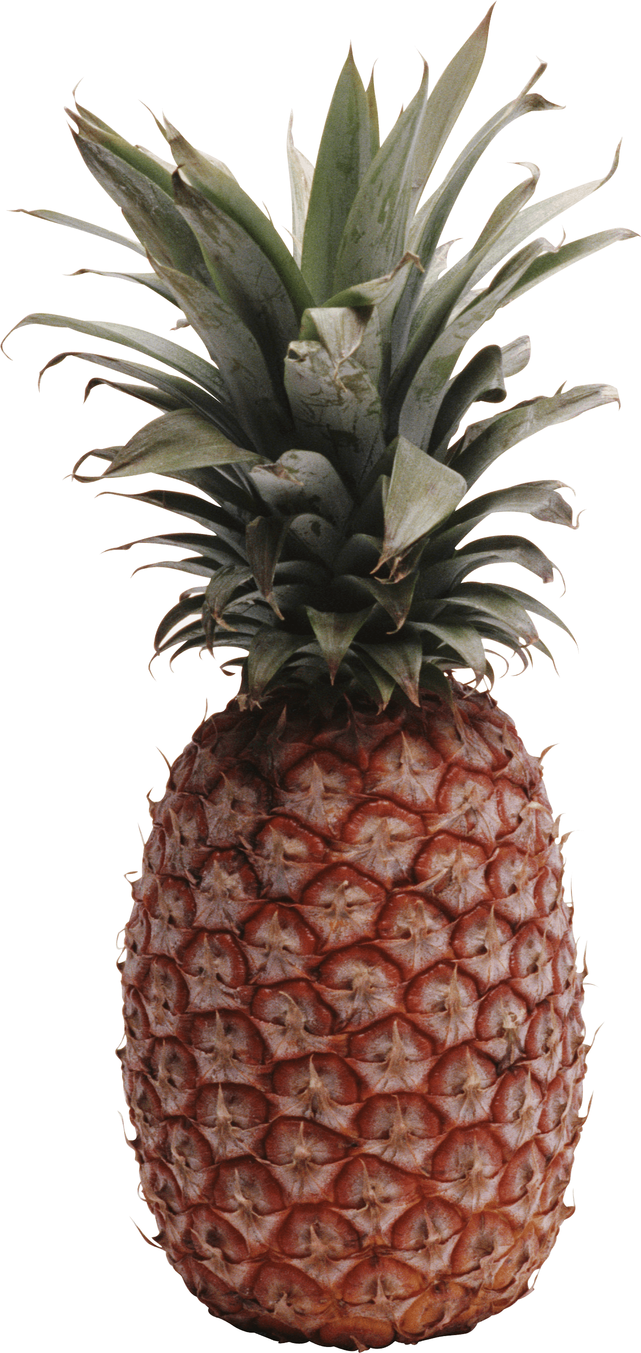 Pineapple Png Image Download PNG Image
