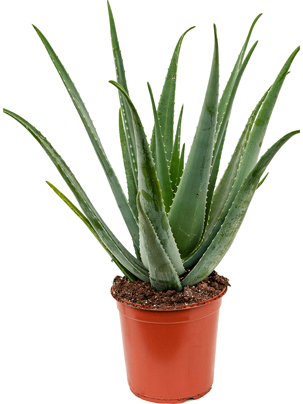 Vera Potted Aloe Free Photo PNG Image