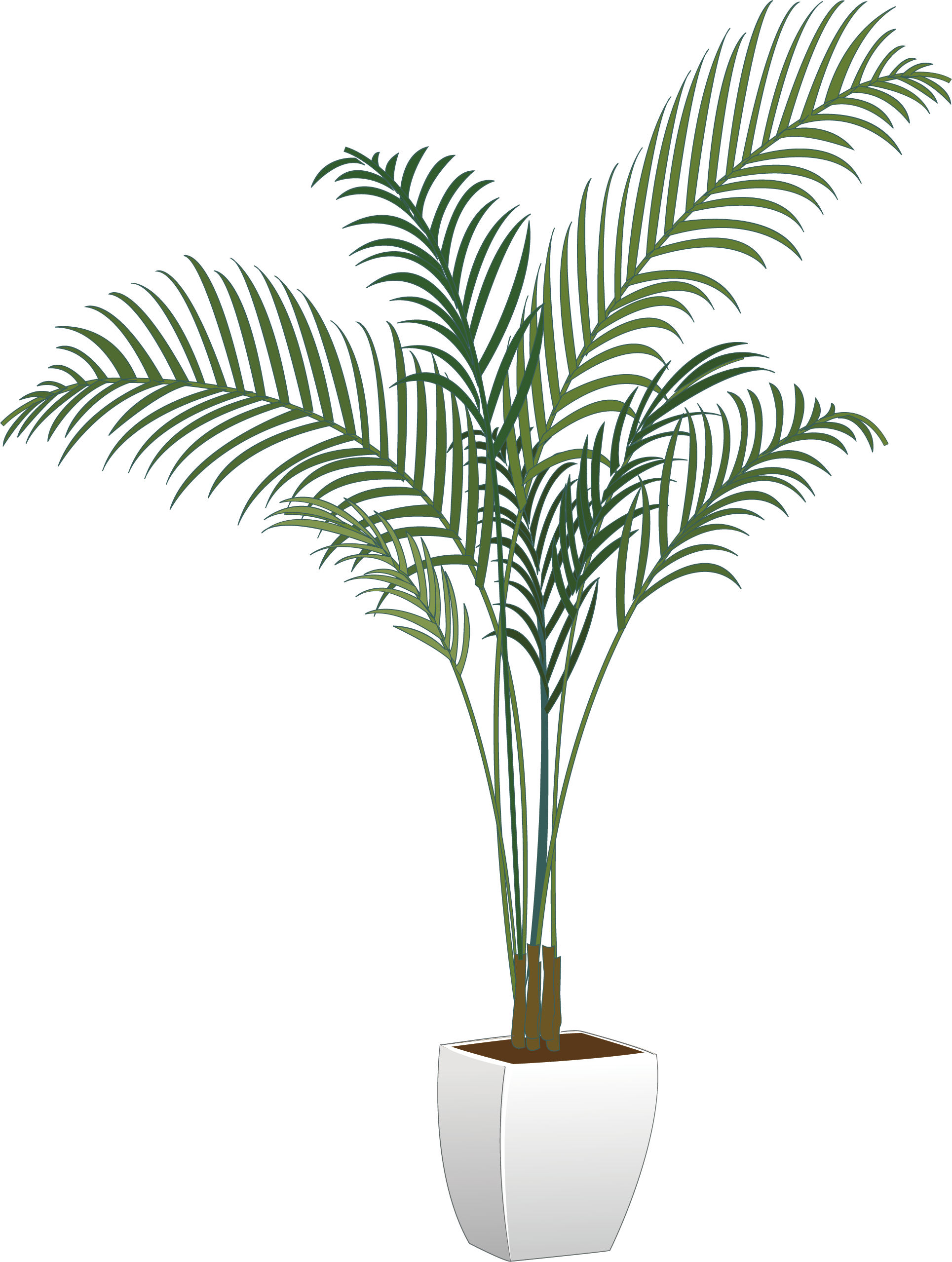 Plants Houseplant Flowerpot Arecaceae Vector Green Potted PNG Image
