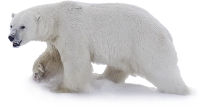 Polar Bear Png Image PNG Image