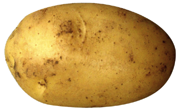 Potato Png Clipart PNG Image