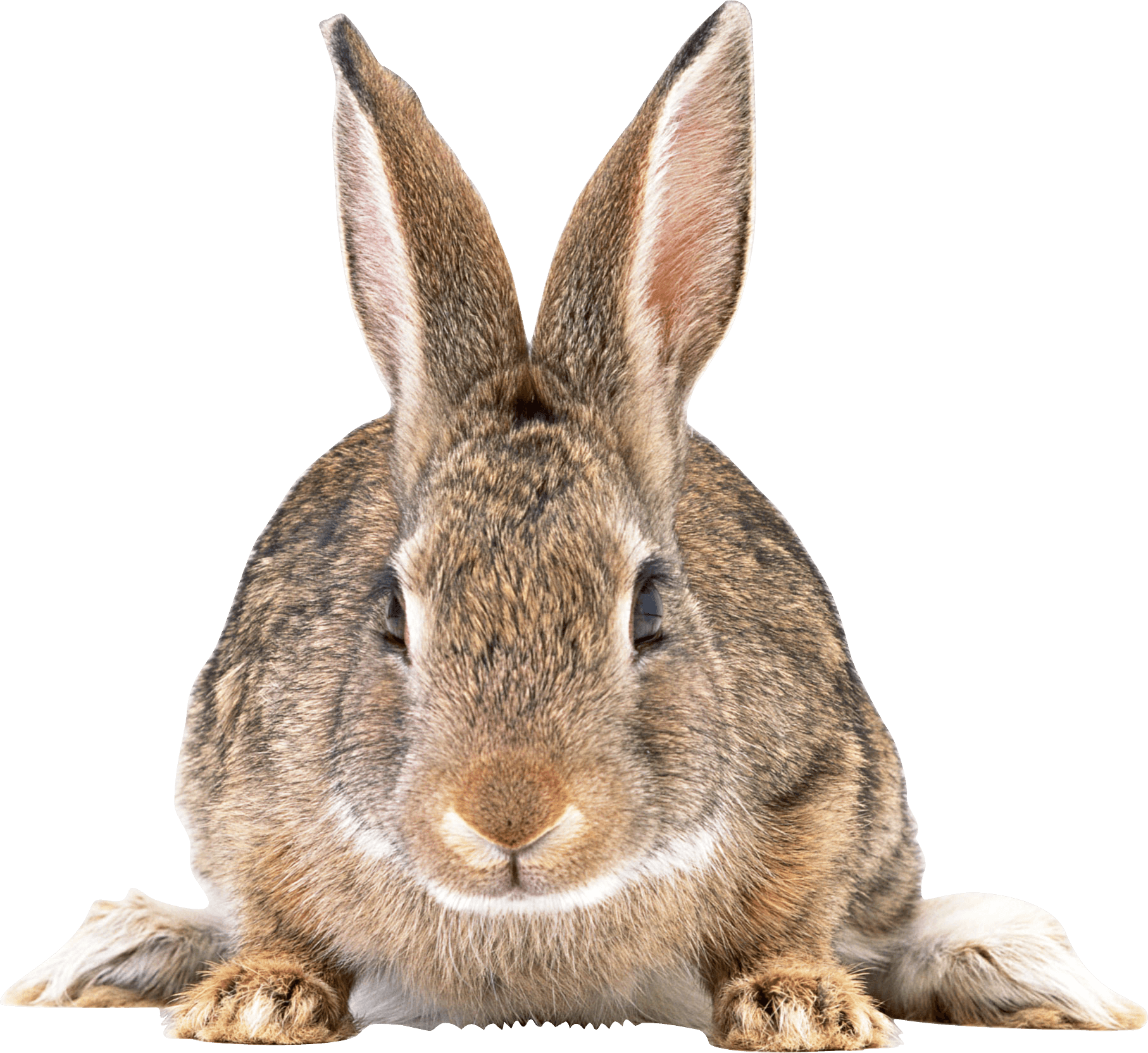 Gray Rabbit Png Image PNG Image