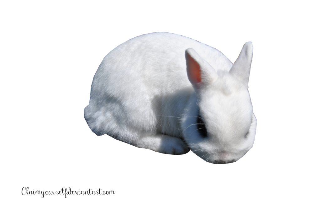 White Rabbit Clipart PNG Image