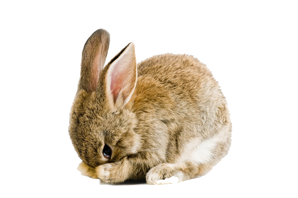 Easter Rabbit PNG Image