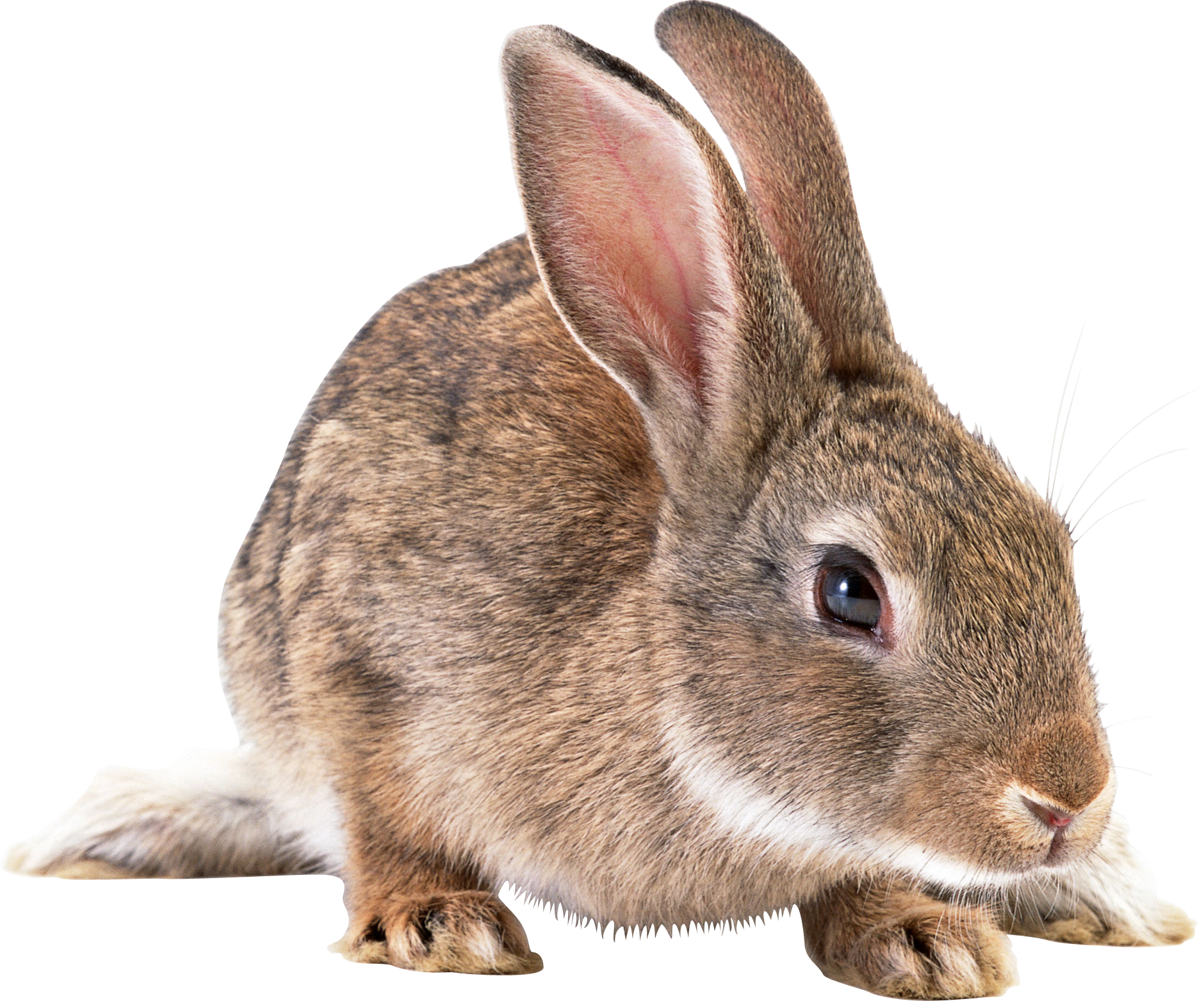 Rabbit Png Picture PNG Image