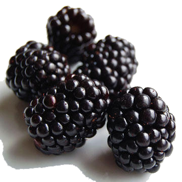 Black Raspberries Clipart PNG Image