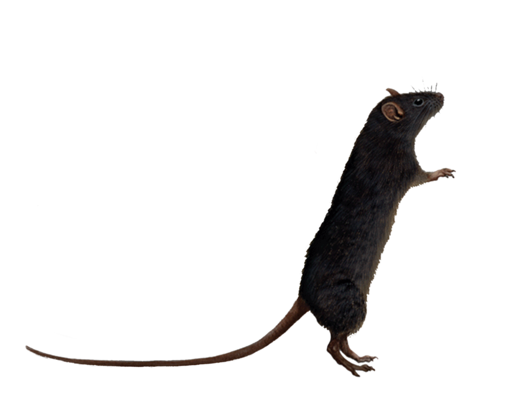Rat Image PNG Image