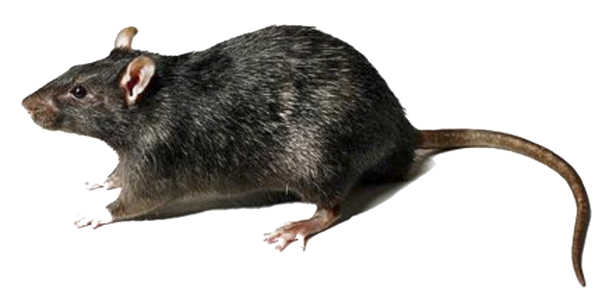Rat Transparent PNG Image