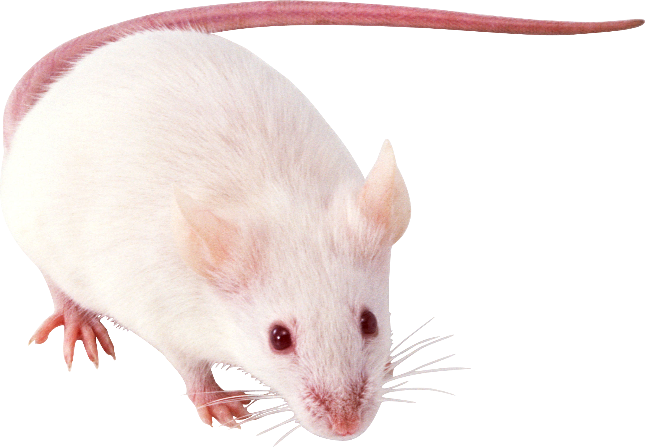 Mouse rat PNG Image