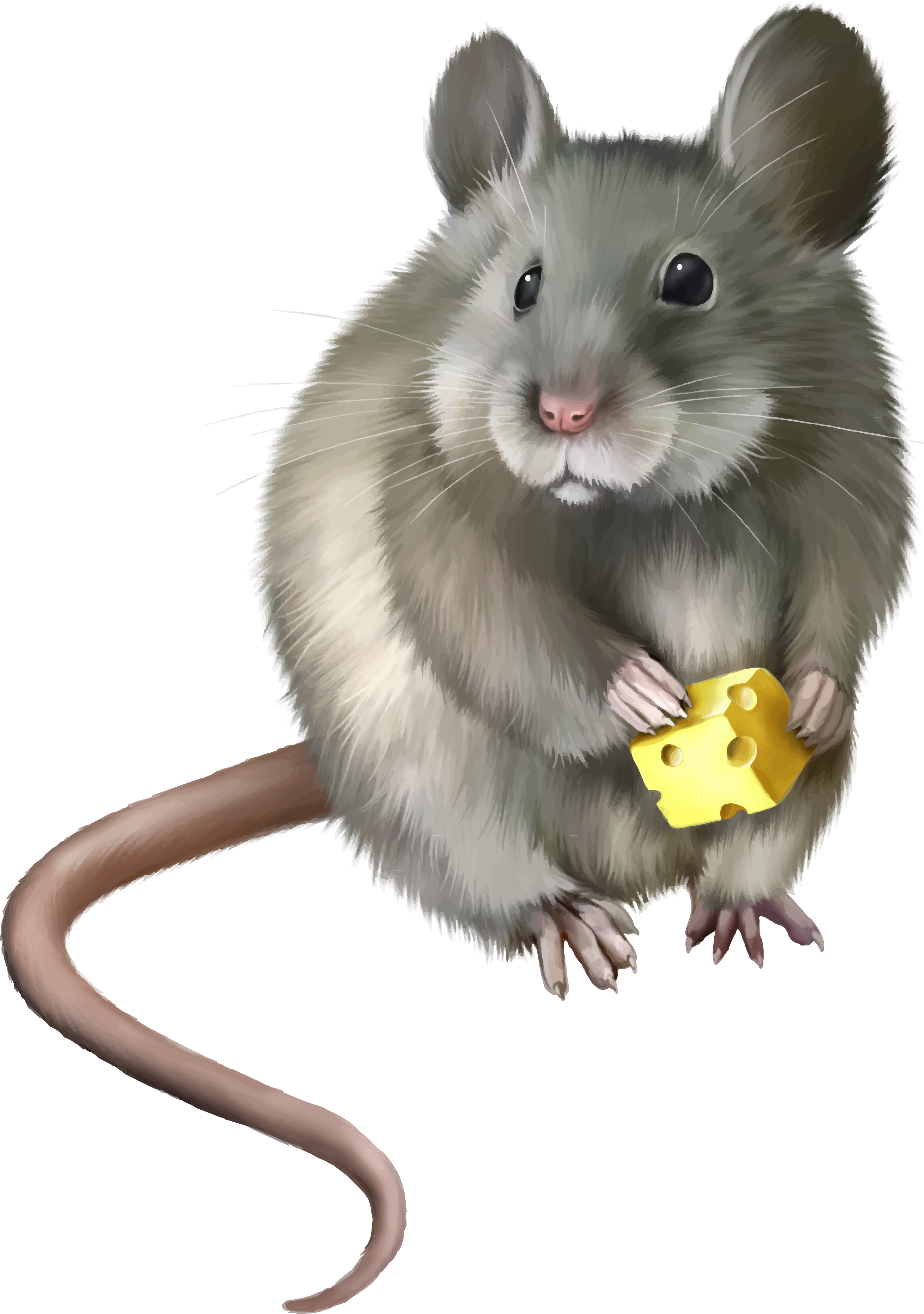 Mouse rat PNG Image