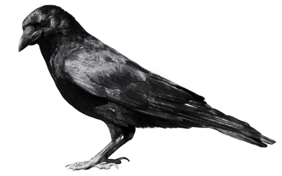 Raven Flying File PNG Image