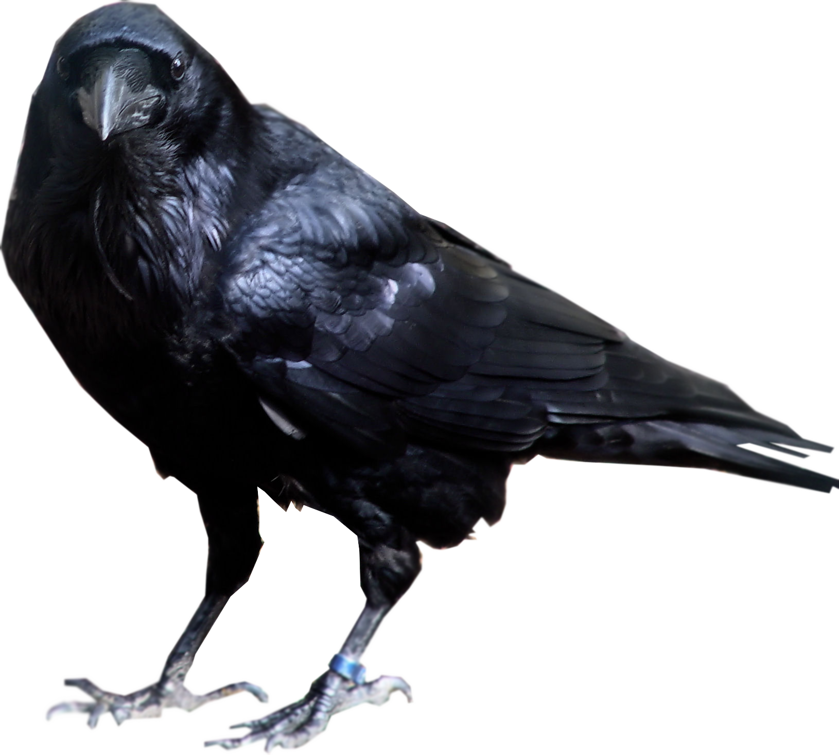 Raven Bird Transparent Background PNG Image