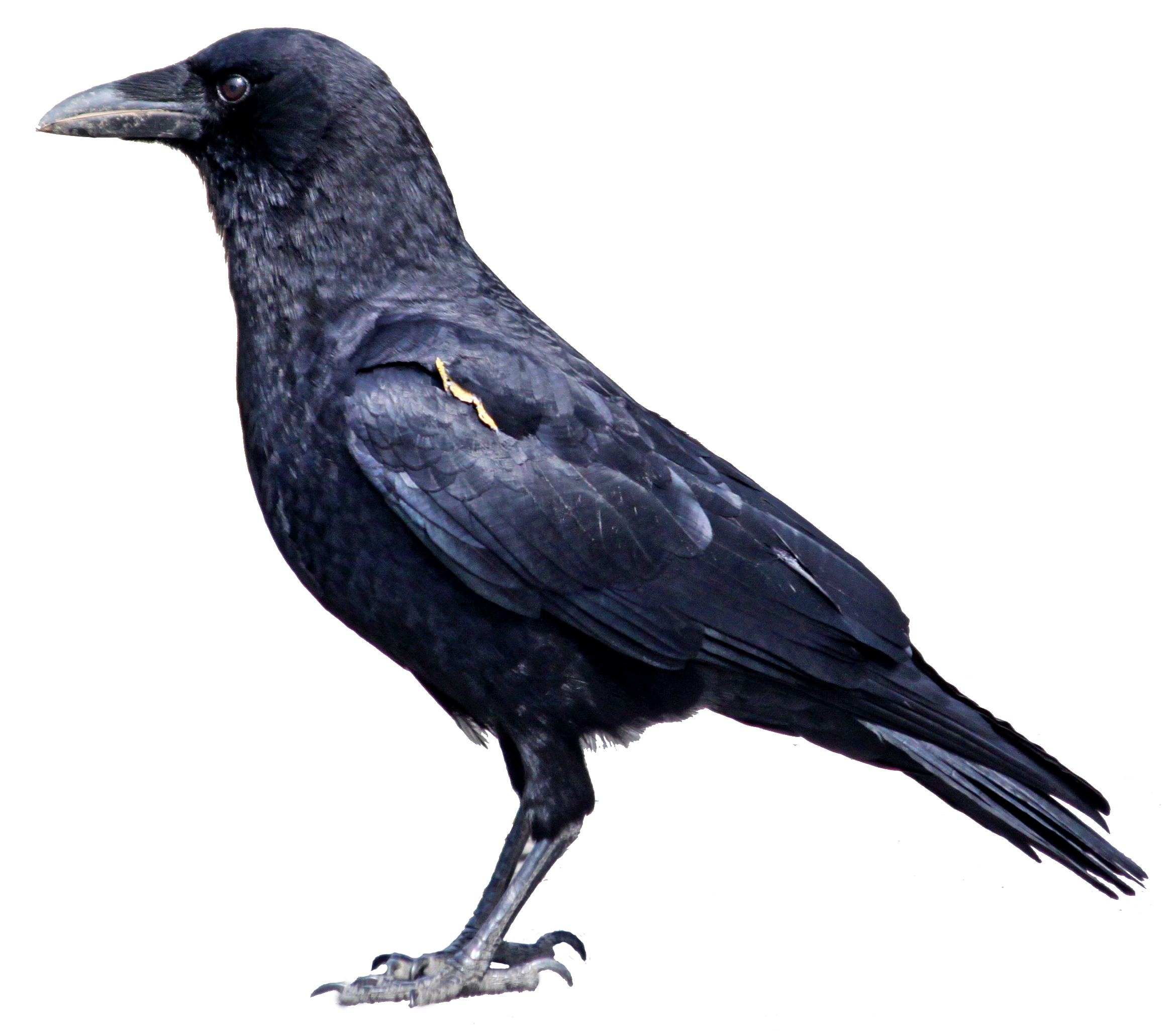 Raven Bird Photos PNG Image