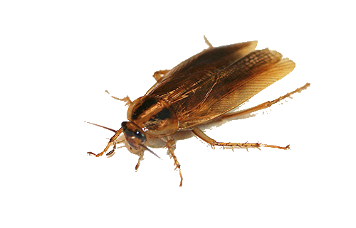 Roach PNG Image