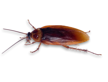 Roach PNG Image