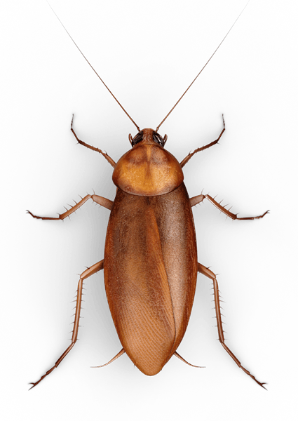 Roach PNG Image