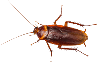 Roach PNG Image
