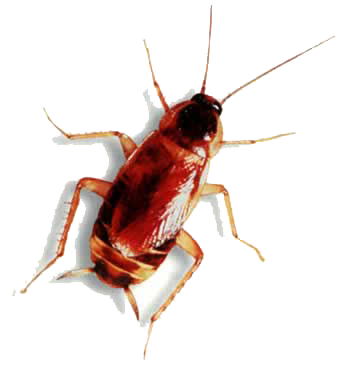 Roach PNG Image