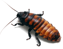 Roach PNG Image