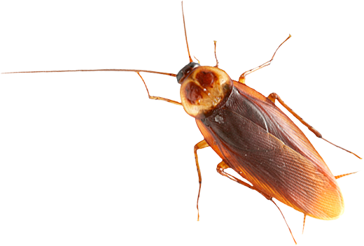 Roach PNG Image