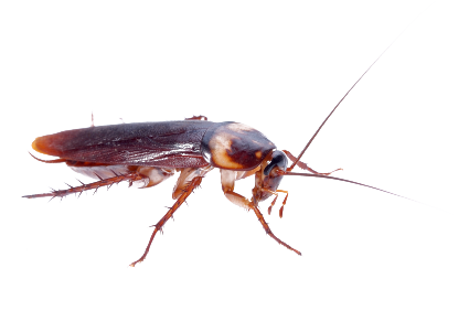 Roach PNG Image