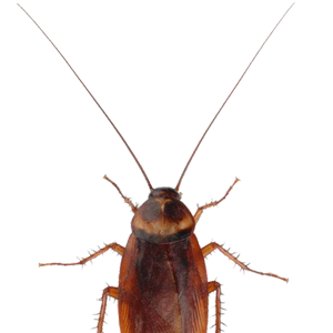 Roach PNG Image