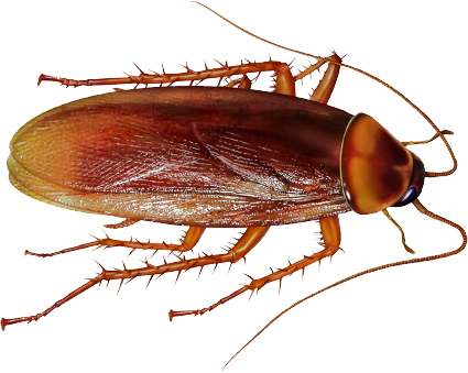 Roach PNG Image