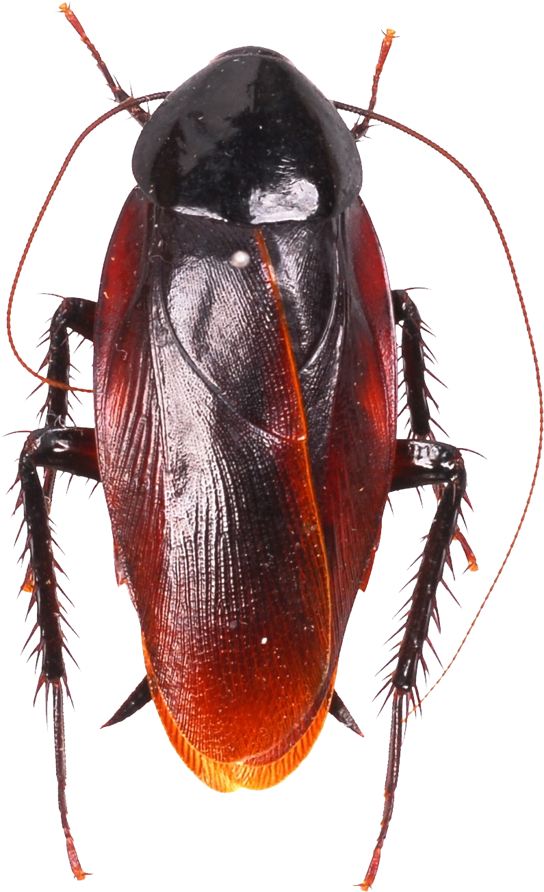 Roach PNG Image