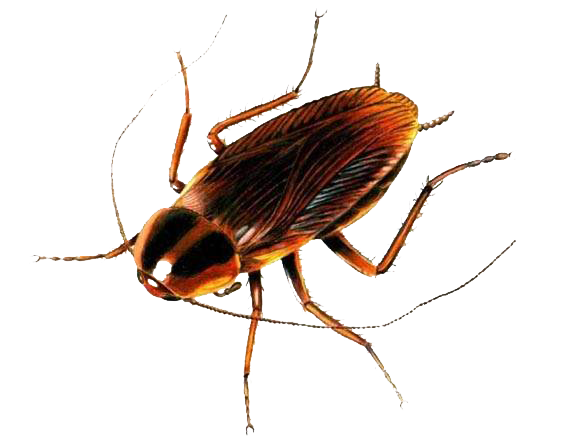 Roach PNG Image