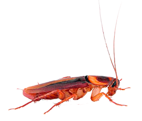 Roach PNG Image